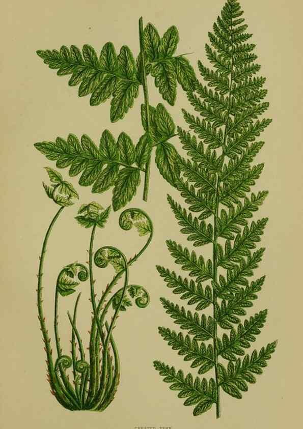 Reproducción/Reproduction 8519564802: The flowering plants, grasses, sedges, & ferns of Great Britain. London,F. Warne,1905.