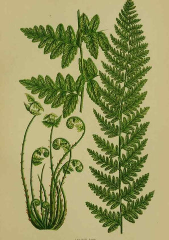 Reproducción/Reproduction 8519564802: The flowering plants, grasses, sedges, & ferns of Great Britain. London,F. Warne,1905.