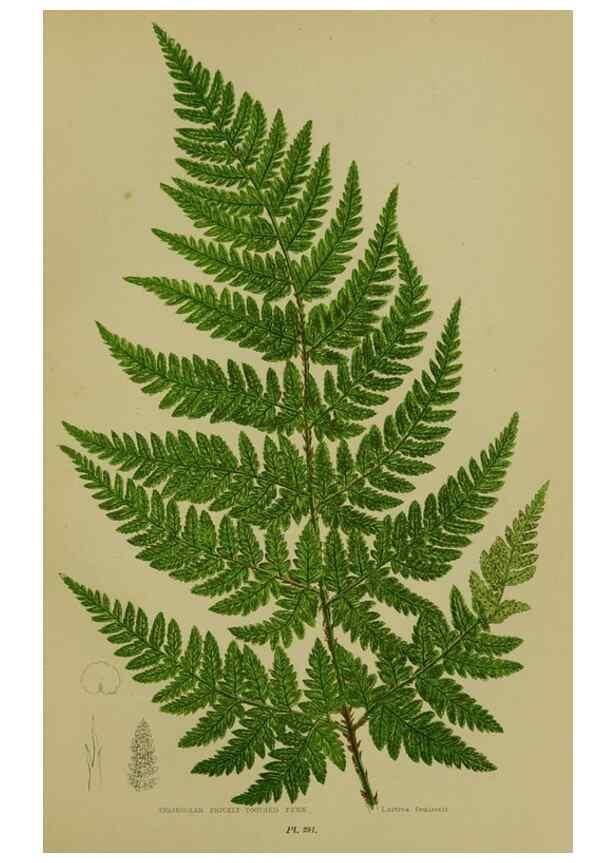 Reproducción/Reproduction 8519564212: The flowering plants, grasses, sedges, & ferns of Great Britain. London,F. Warne,1905.