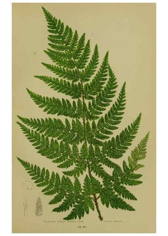 Reproducción/Reproduction 8519564212: The flowering plants, grasses, sedges, & ferns of Great Britain. London,F. Warne,1905.