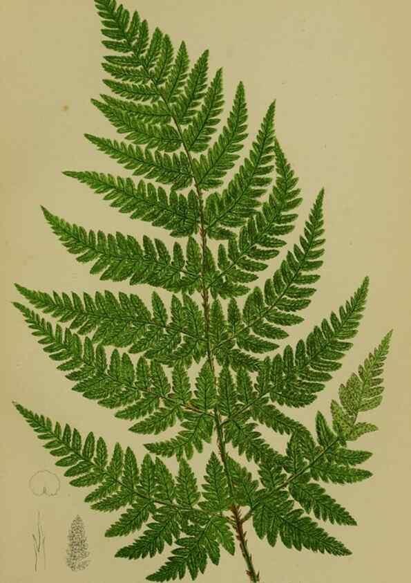 Reproducción/Reproduction 8519564212: The flowering plants, grasses, sedges, & ferns of Great Britain. London,F. Warne,1905.