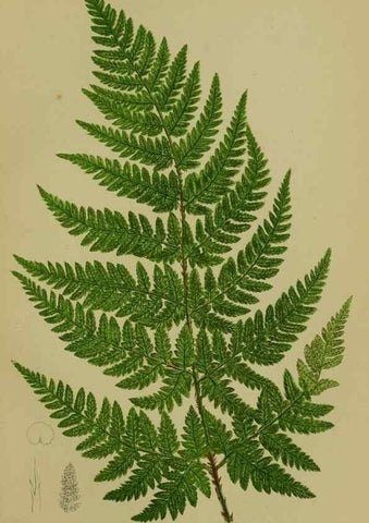 Reproducción/Reproduction 8519564212: The flowering plants, grasses, sedges, & ferns of Great Britain. London,F. Warne,1905.