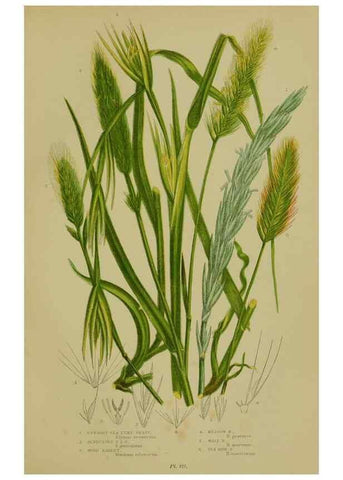 Reproducción/Reproduction 8519553164: The flowering plants, grasses, sedges, & ferns of Great Britain. London,F. Warne,1905.