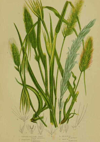 Reproducción/Reproduction 8519553164: The flowering plants, grasses, sedges, & ferns of Great Britain. London,F. Warne,1905.