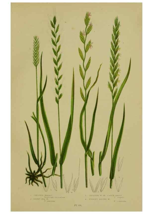 Reproducción/Reproduction 8519553796: The flowering plants, grasses, sedges, & ferns of Great Britain. London,F. Warne,1905.