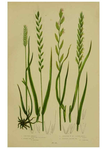 Reproducción/Reproduction 8519553796: The flowering plants, grasses, sedges, & ferns of Great Britain. London,F. Warne,1905.