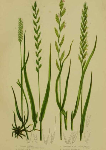 Reproducción/Reproduction 8519553796: The flowering plants, grasses, sedges, & ferns of Great Britain. London,F. Warne,1905.