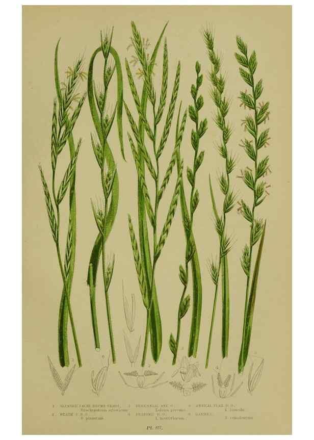 Reproducción/Reproduction 8519554454: The flowering plants, grasses, sedges, & ferns of Great Britain. London,F. Warne,1905.