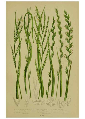 Reproducción/Reproduction 8519554454: The flowering plants, grasses, sedges, & ferns of Great Britain. London,F. Warne,1905.