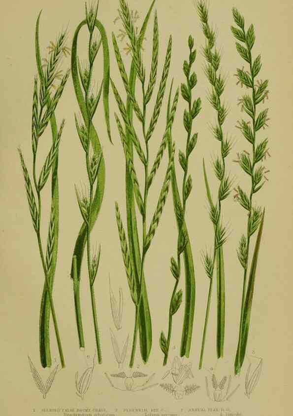 Reproducción/Reproduction 8519554454: The flowering plants, grasses, sedges, & ferns of Great Britain. London,F. Warne,1905.