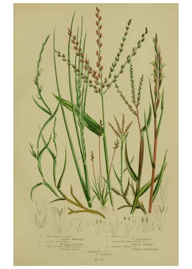 Reproducción/Reproduction 8519555128: The flowering plants, grasses, sedges, & ferns of Great Britain. London,F. Warne,1905.