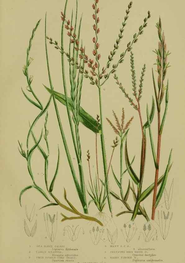 Reproducción/Reproduction 8519555128: The flowering plants, grasses, sedges, & ferns of Great Britain. London,F. Warne,1905.