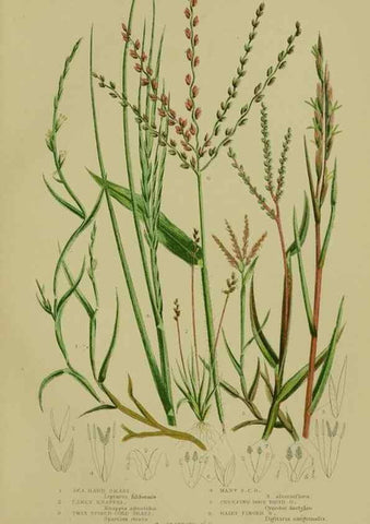 Reproducción/Reproduction 8519555128: The flowering plants, grasses, sedges, & ferns of Great Britain. London,F. Warne,1905.