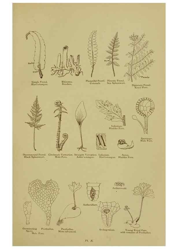 Reproducción/Reproduction 8518443123: The flowering plants, grasses, sedges, & ferns of Great Britain. London,F. Warne,1905.