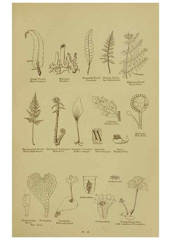 Reproducción/Reproduction 8518443123: The flowering plants, grasses, sedges, & ferns of Great Britain. London,F. Warne,1905.