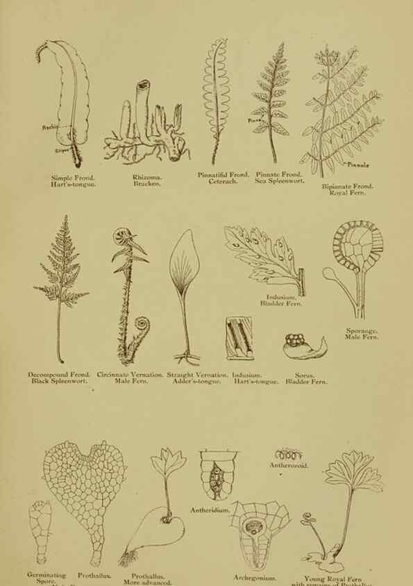 Reproducción/Reproduction 8518443123: The flowering plants, grasses, sedges, & ferns of Great Britain. London,F. Warne,1905.