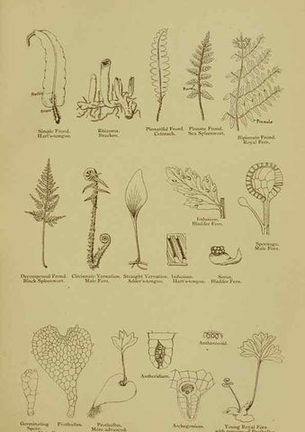 Reproducción/Reproduction 8518443123: The flowering plants, grasses, sedges, & ferns of Great Britain. London,F. Warne,1905.