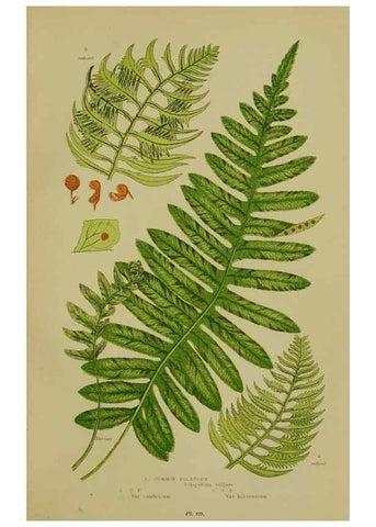 Reproducción/Reproduction 8519556276: The flowering plants, grasses, sedges, & ferns of Great Britain. London,F. Warne,1905.