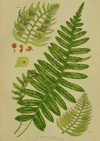 Reproducción/Reproduction 8519556276: The flowering plants, grasses, sedges, & ferns of Great Britain. London,F. Warne,1905.