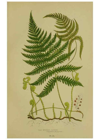Reproducción/Reproduction 8518444467: The flowering plants, grasses, sedges, & ferns of Great Britain. London,F. Warne,1905.