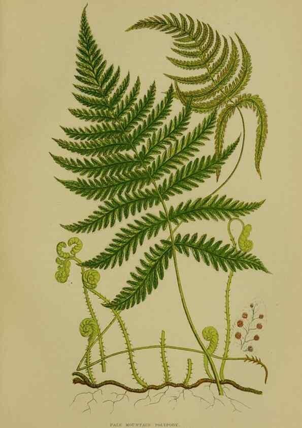 Reproducción/Reproduction 8518444467: The flowering plants, grasses, sedges, & ferns of Great Britain. London,F. Warne,1905.
