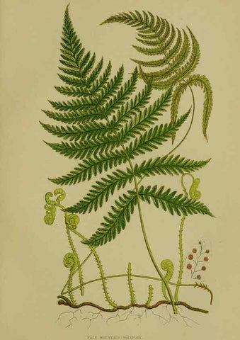 Reproducción/Reproduction 8518444467: The flowering plants, grasses, sedges, & ferns of Great Britain. London,F. Warne,1905.