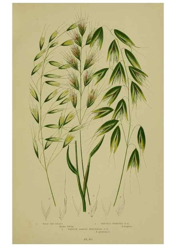 Reproducción/Reproduction 8518439431: The flowering plants, grasses, sedges, & ferns of Great Britain. London,F. Warne,1905.