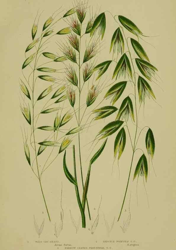 Reproducción/Reproduction 8518439431: The flowering plants, grasses, sedges, & ferns of Great Britain. London,F. Warne,1905.