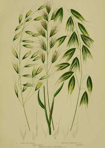 Reproducción/Reproduction 8518439431: The flowering plants, grasses, sedges, & ferns of Great Britain. London,F. Warne,1905.