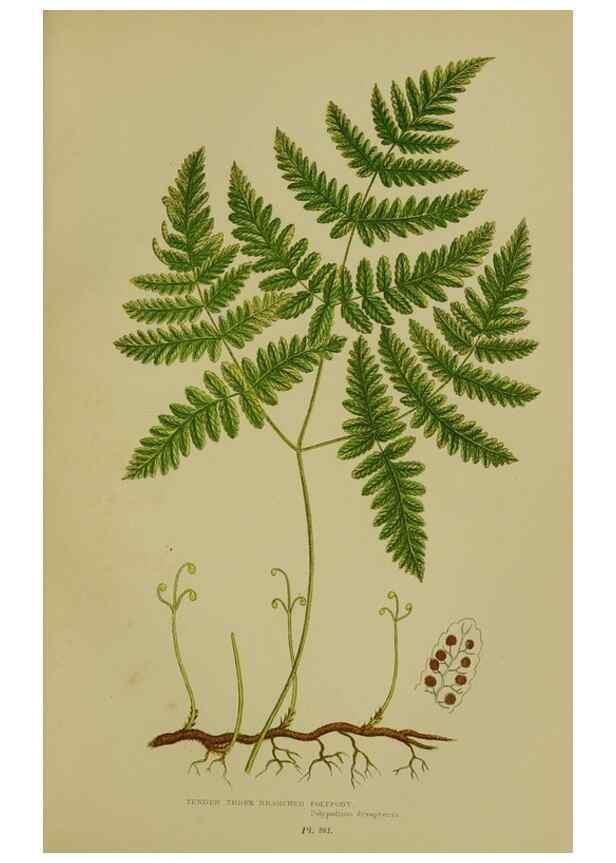 Reproducción/Reproduction 8519557718: The flowering plants, grasses, sedges, & ferns of Great Britain. London,F. Warne,1905.