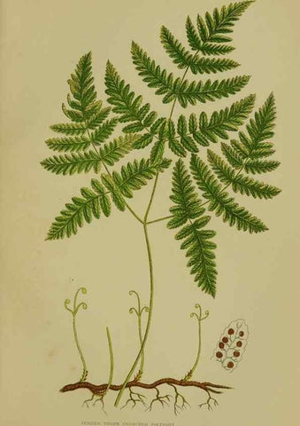Reproducción/Reproduction 8519557718: The flowering plants, grasses, sedges, & ferns of Great Britain. London,F. Warne,1905.