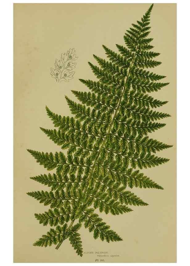 Reproducción/Reproduction 8518446869: The flowering plants, grasses, sedges, & ferns of Great Britain. London,F. Warne,1905.
