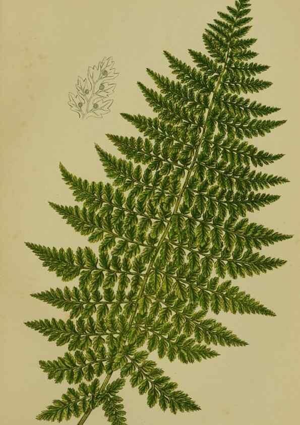 Reproducción/Reproduction 8518446869: The flowering plants, grasses, sedges, & ferns of Great Britain. London,F. Warne,1905.
