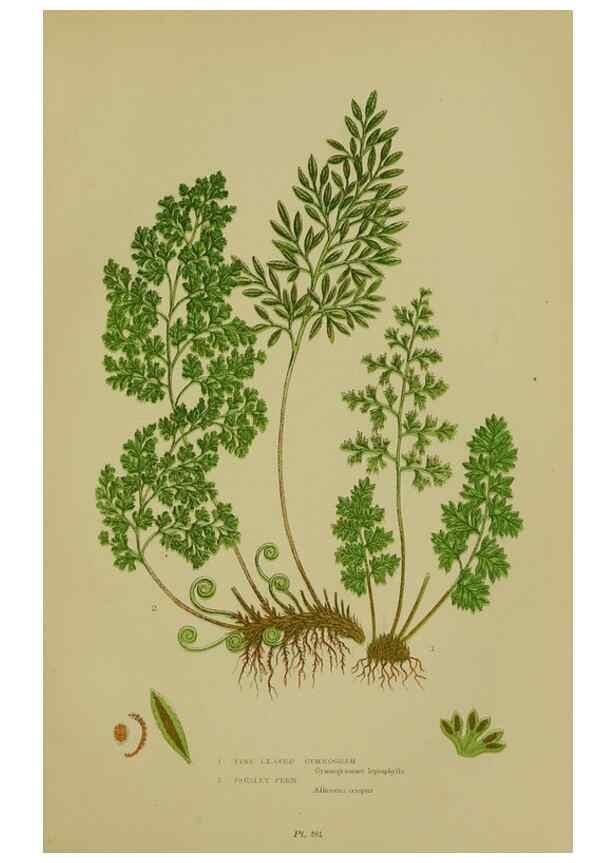 Reproducción/Reproduction 8518447411: The flowering plants, grasses, sedges, & ferns of Great Britain. London,F. Warne,1905.