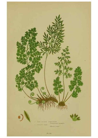 Reproducción/Reproduction 8518447411: The flowering plants, grasses, sedges, & ferns of Great Britain. London,F. Warne,1905.