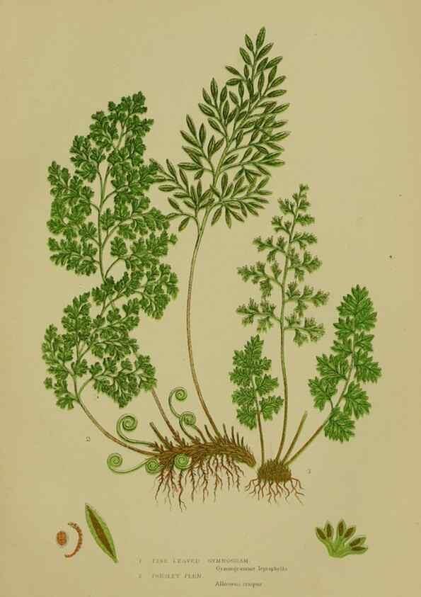 Reproducción/Reproduction 8518447411: The flowering plants, grasses, sedges, & ferns of Great Britain. London,F. Warne,1905.