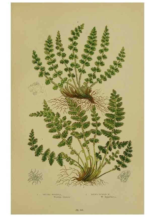 Reproducción/Reproduction 8518448087: The flowering plants, grasses, sedges, & ferns of Great Britain. London,F. Warne,1905.