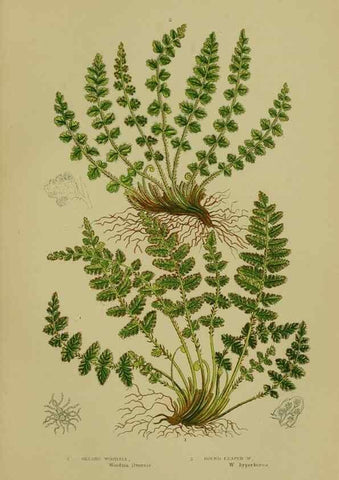 Reproducción/Reproduction 8518448087: The flowering plants, grasses, sedges, & ferns of Great Britain. London,F. Warne,1905.