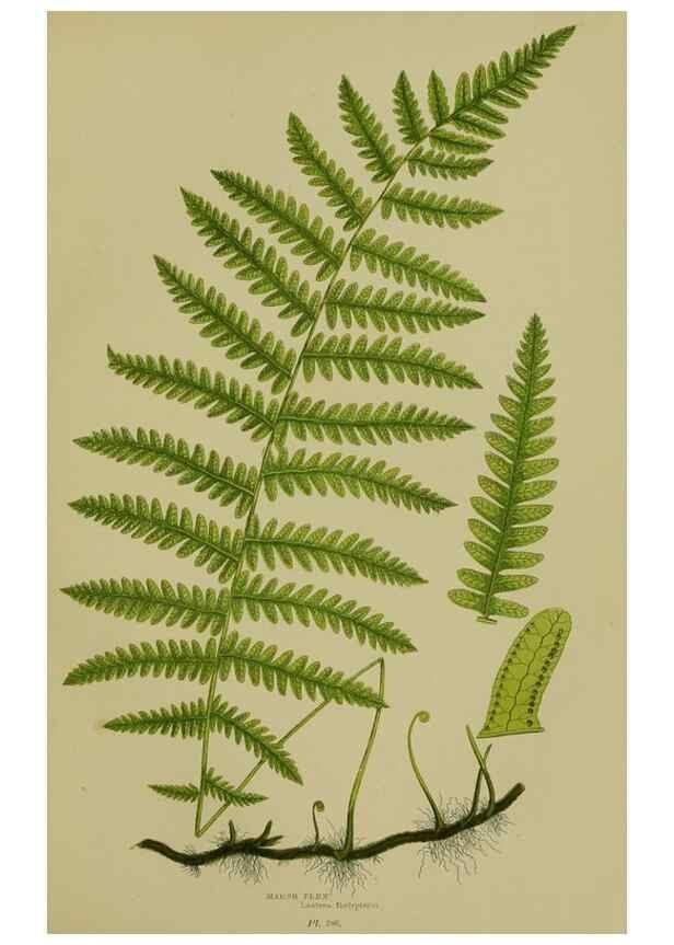 Reproducción/Reproduction 8518449017: The flowering plants, grasses, sedges, & ferns of Great Britain. London,F. Warne,1905.