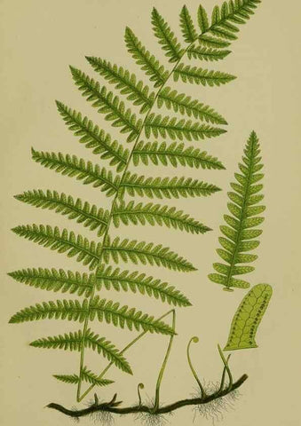 Reproducción/Reproduction 8518449017: The flowering plants, grasses, sedges, & ferns of Great Britain. London,F. Warne,1905.