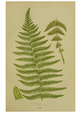 Reproducción/Reproduction 8518449577: The flowering plants, grasses, sedges, & ferns of Great Britain. London,F. Warne,1905.