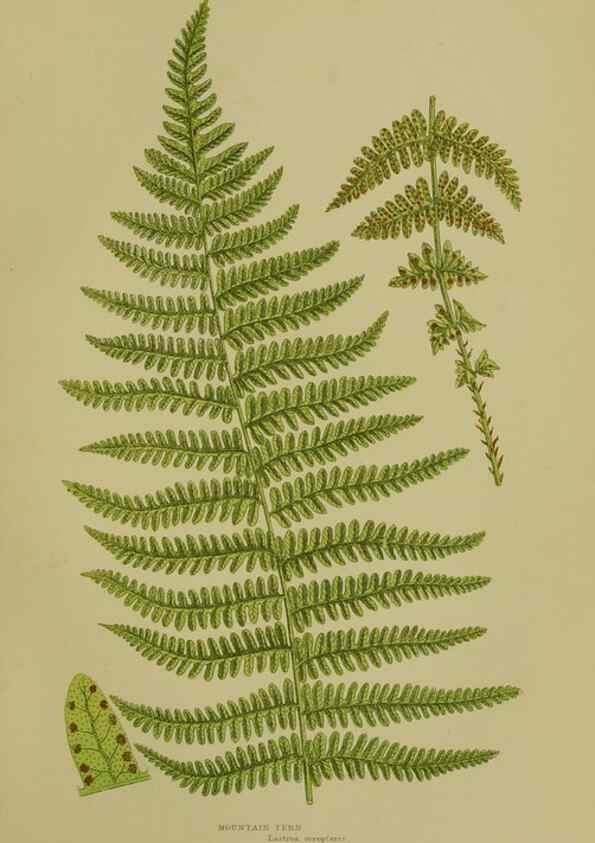 Reproducción/Reproduction 8518449577: The flowering plants, grasses, sedges, & ferns of Great Britain. London,F. Warne,1905.