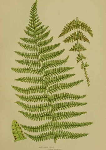 Reproducción/Reproduction 8518449577: The flowering plants, grasses, sedges, & ferns of Great Britain. London,F. Warne,1905.