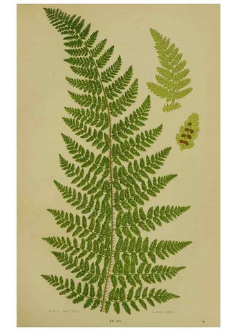 Reproducción/Reproduction 8519562814: The flowering plants, grasses, sedges, & ferns of Great Britain. London,F. Warne,1905.