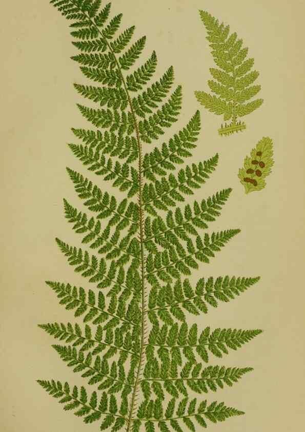 Reproducción/Reproduction 8519562814: The flowering plants, grasses, sedges, & ferns of Great Britain. London,F. Warne,1905.