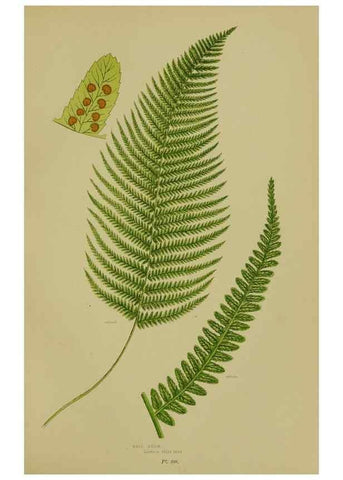 Reproducción/Reproduction 8518450801: The flowering plants, grasses, sedges, & ferns of Great Britain. London,F. Warne,1905.