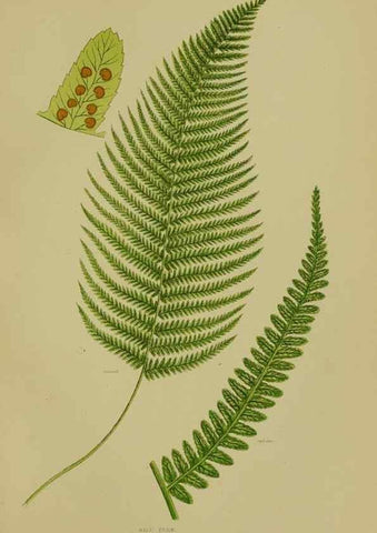 Reproducción/Reproduction 8518450801: The flowering plants, grasses, sedges, & ferns of Great Britain. London,F. Warne,1905.