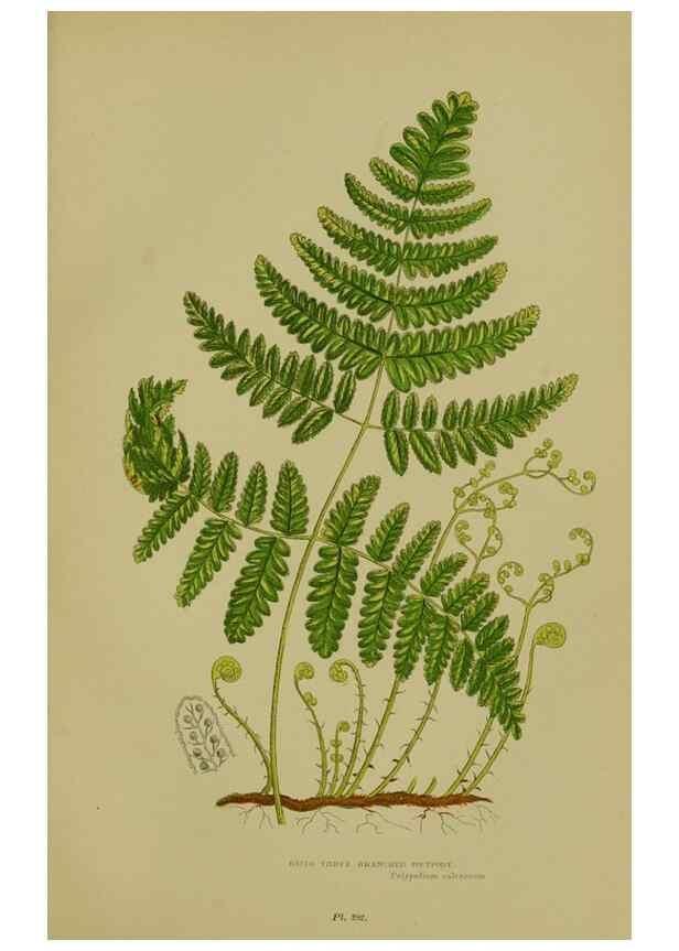 Reproducción/Reproduction 8519558576: The flowering plants, grasses, sedges, & ferns of Great Britain. London,F. Warne,1905.