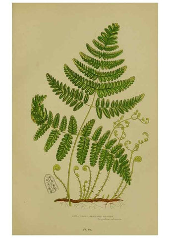 Reproducción/Reproduction 8519558576: The flowering plants, grasses, sedges, & ferns of Great Britain. London,F. Warne,1905.