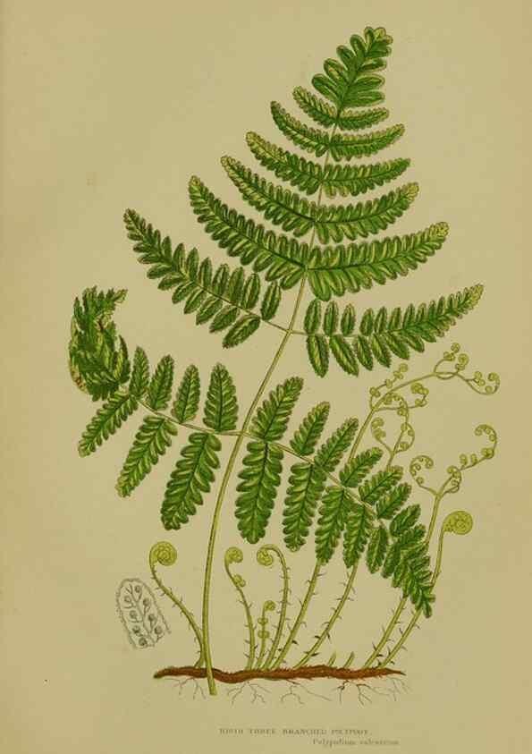 Reproducción/Reproduction 8519558576: The flowering plants, grasses, sedges, & ferns of Great Britain. London,F. Warne,1905.
